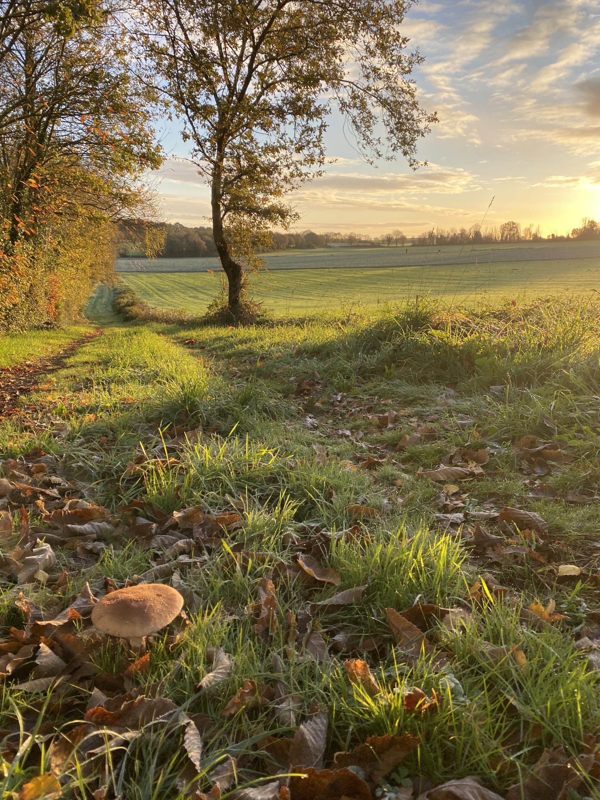 chemin de thérapie en marchant entre nantes et rennes- walking thérapie johanne dellieux